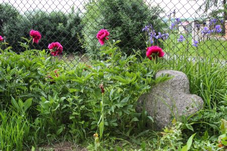 Nasiedle, pow. głubczycki, gm. Kietrz