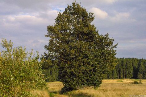 6. Tron Łaski, Lesica, fot. 2001.