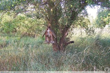 Kapliczka skrzynkowa na drzewie, Wrocław Pracze