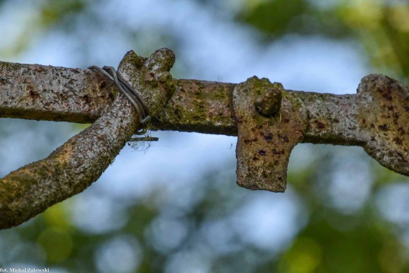 Plik:Wojciechów 6b.jpg